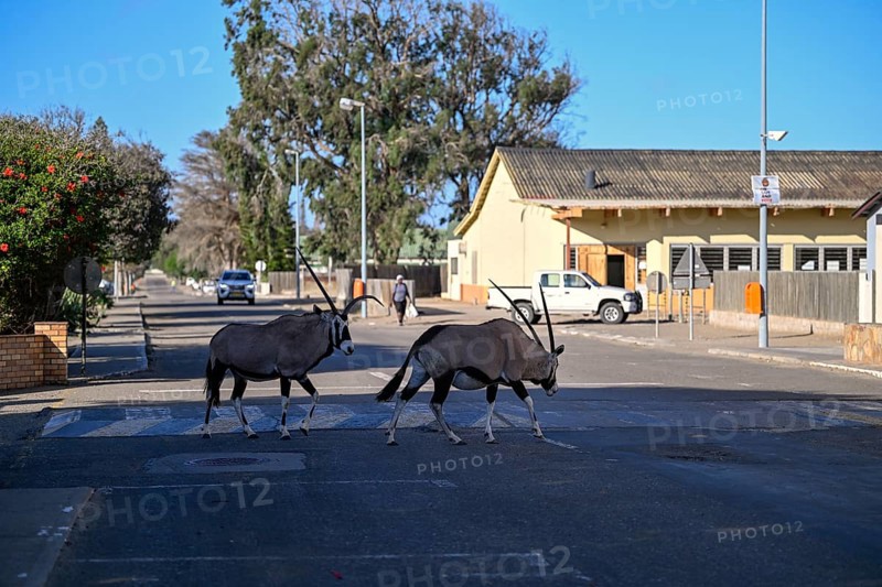 Oryx antelopes or gemsboks (Oryx gazella) crossing a road on a zebra crossing, Oranjemund, Diamond Sperrgebiet, Karas Region, Namibia