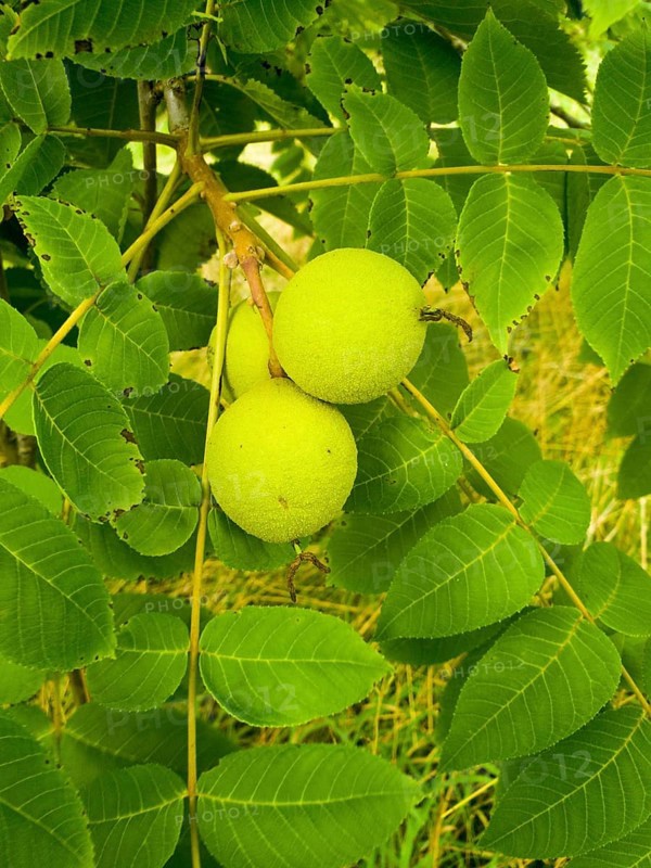 Unripe walnuts on a tree with dense green foliage in the garden, black walnut (Juglans nigra), walnut family, Ilsede, Lower Saxony, Germany