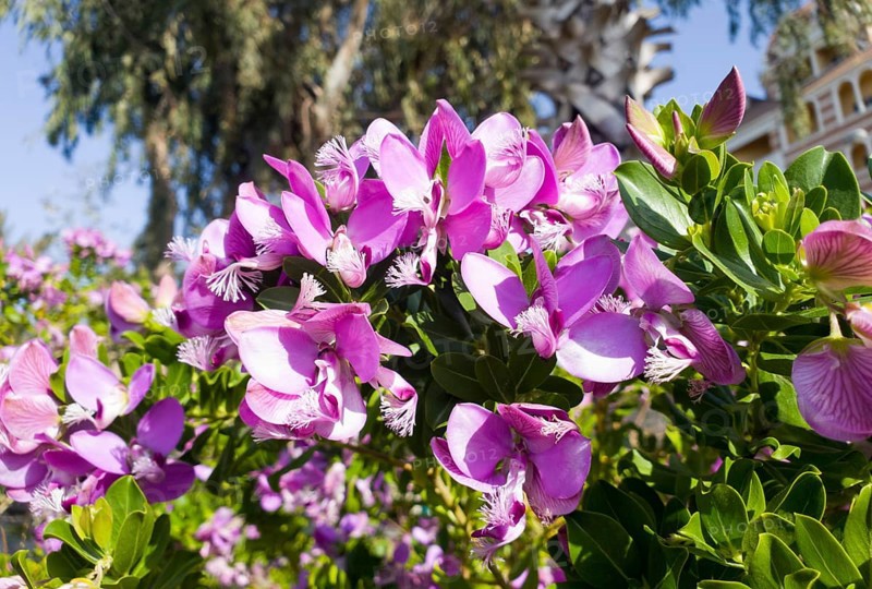 Vibrant pink flowers against a background of palm trees and clear sky in the garden, myrtle cross flower (Polygala myrtifolia), African cross flower, winged flower, Side, Antalya province, Turkey