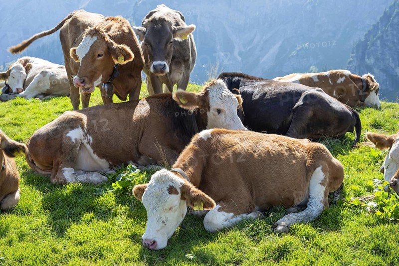 Hornless Allgäu cows, Alpine pasture landscape near Pfronten, Allgäu Alps, Allgäu, Bavaria, Germany