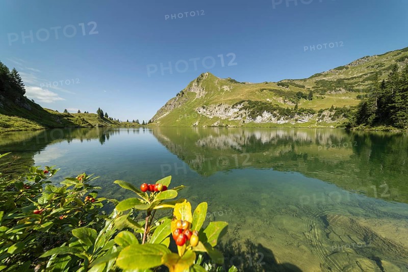 Dwarf whitebeam (Sorbus chamaemespilus), mountain whitebeam on the shore of Seealpsee, behind it the Seeköpfle, 1919m, Allgäu Alps, Allgäu, Bavaria, Germany