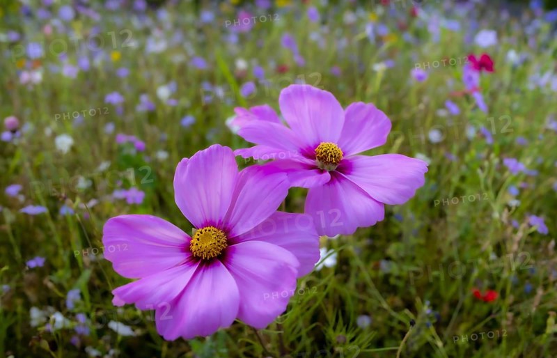 Flower meadow with ornamental basket (Cosmos bipinnatus), Allgäu, Bavaria, Germany