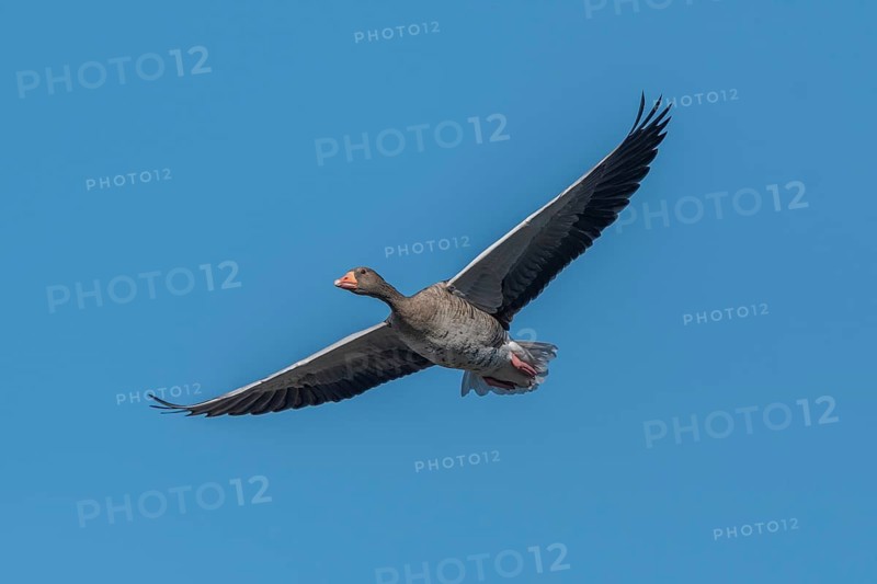 A greylag goose (Anser anser) hung in the clear sky with its wings outstretched and moved slowly through the open space. Bas rhin, Alsace, Grand Est, France