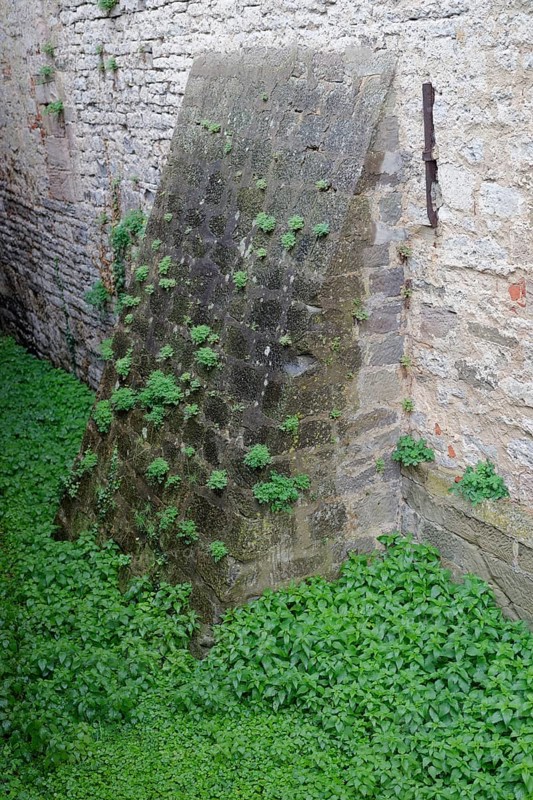 Stinging nettles shoot up in the moat, battlements, Comburg, Benedictine monastery, Middle Ages, Kocher valley, Kocher, Jakobsweg, pilgrimage route, pilgrims, Hohenlohe, Schwäbisch Hall, Germany