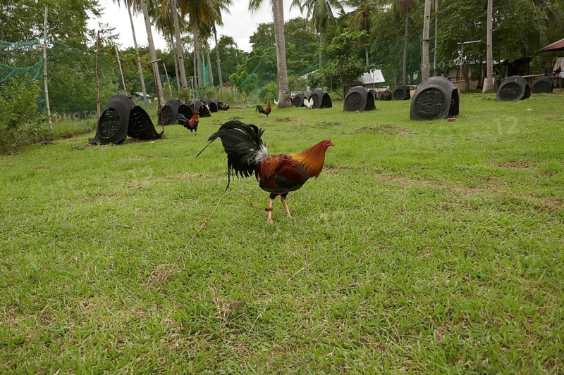 Cockfighting, breeding farm for fighting cocks, Negros Occidental, Philippines