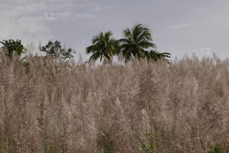 Sugar cane, harvest, sugar, sugar cane cultivation, field, agriculture, food production, Negros Occidental, Philippines