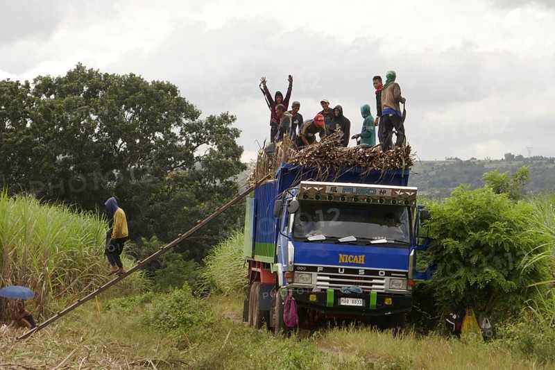 Worker loading a lorry with sugar cane, agricultural worker, harvest, sugar, sugar cane cultivation, field, agriculture, food production, Negros Occidental, Philippines