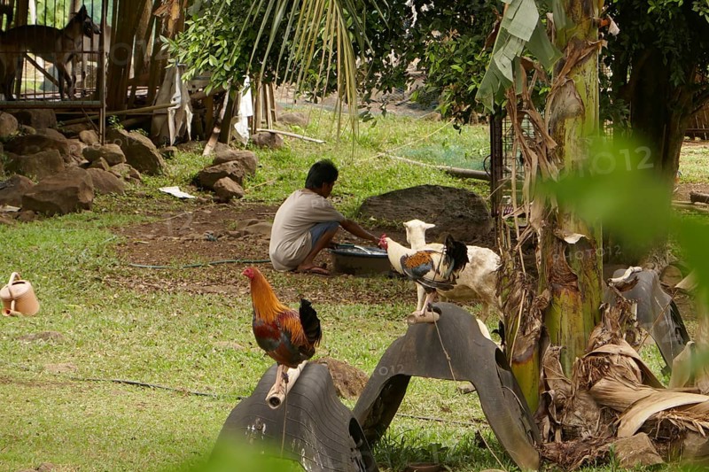 Cockfighting, breeding farm for fighting cocks, Negros Occidental, Philippines