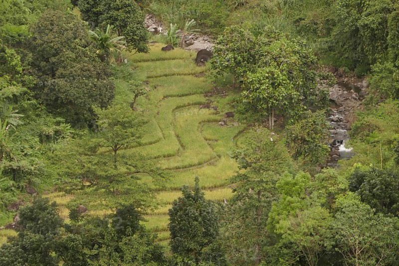 Rice fields, agriculture, food production, Negros Occidental, Philippines