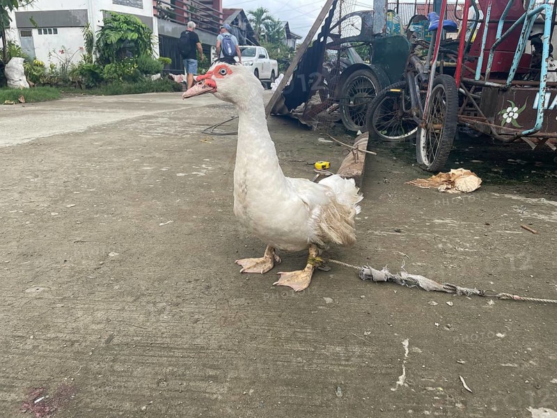 Market, market stall, duck, San Carlos, Negros Occidental, Philippines