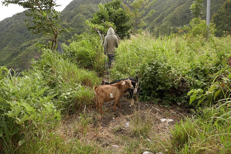 Baür with goats, farm labourer, field, agriculture, food production, Negros Occidental, Philippines