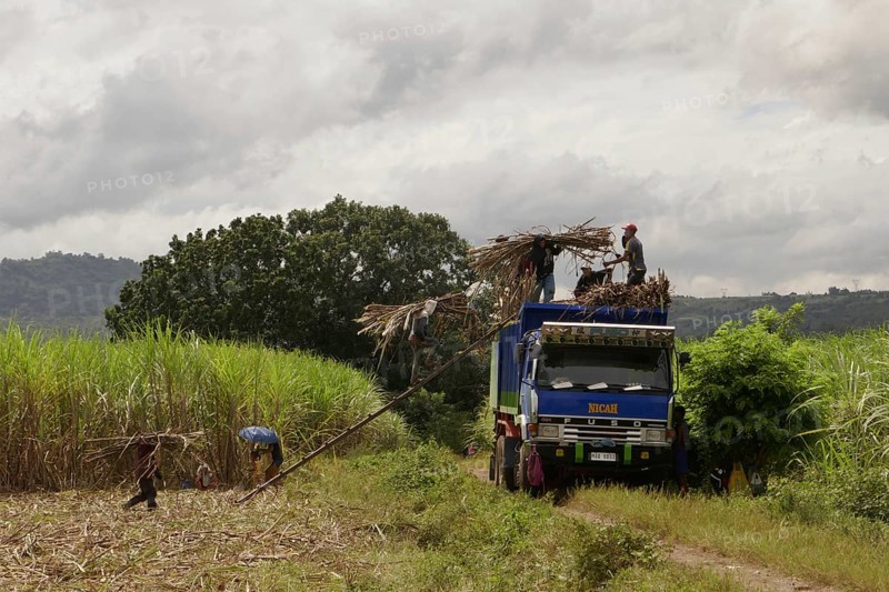Worker loading a lorry with sugar cane, agricultural worker, harvest, sugar, sugar cane cultivation, field, agriculture, food production, Negros Occidental, Philippines