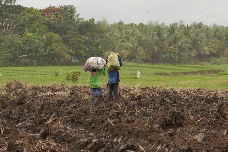 Two workers carrying sacks of sugar cane, sugar, sugar cane cultivation, field, harvest, agriculture, food production, Negros Occidental, Philippines
