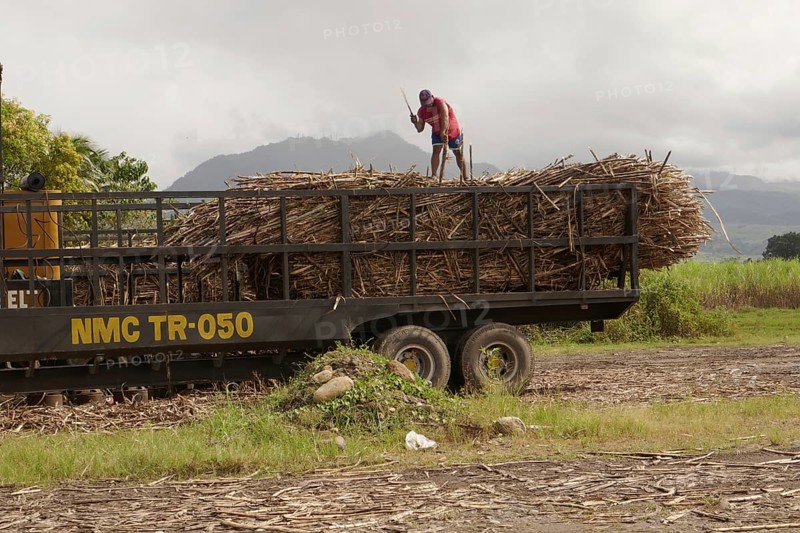 Worker loading a lorry with sugar cane, agricultural worker, harvest, sugar, sugar cane cultivation, field, agriculture, food production, Negros Occidental, Philippines