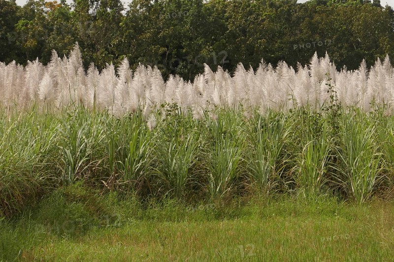 Sugar cane, harvest, sugar, sugar cane cultivation, field, agriculture, food production, Negros Occidental, Philippines