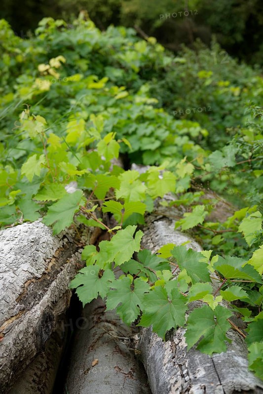 Wild Vine, firewood, timber industry, forestry, Swabian-Franconian Forest nature park Park, Schwäbisch Hall, Hohenlohe, Germany