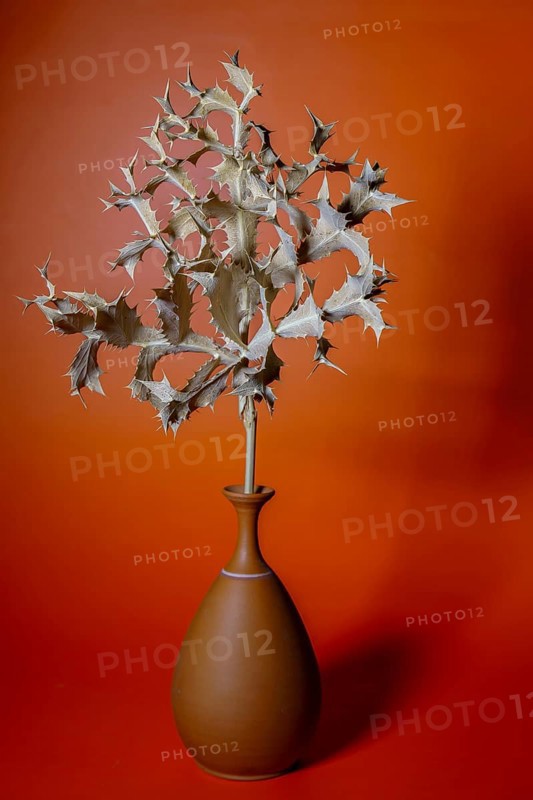 Dried spiky plant in a terracotta vase on a vibrant orange background, creating a minimalist still life composition in ronda, malaga, spain
