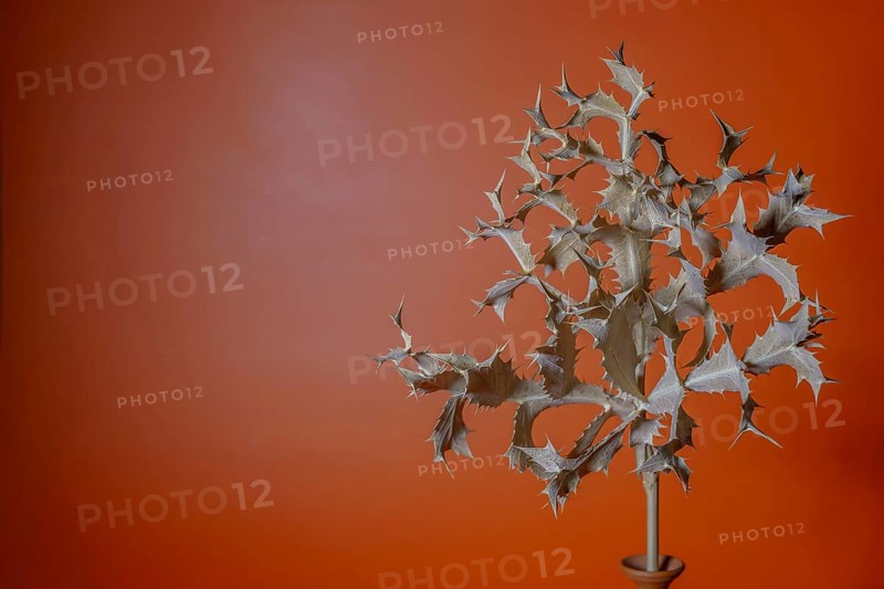 Dry thistle with thorns on an orange background creates a minimalist still life in ronda, malaga, spain