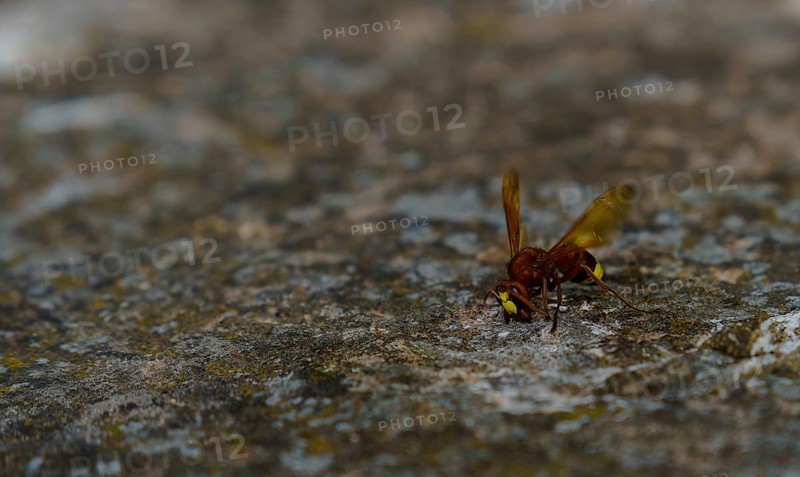 Hornet walking on a rock with spread wings, exploring its surroundings in ronda, malaga, spain