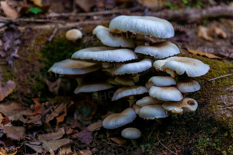 Porcelain mushrooms thrive on a mossy log, creating a captivating scene of natural beauty in a forest setting in ronda, malaga, spain