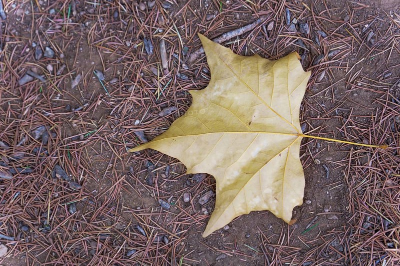 Close-up of a fallen yellow maple leaf lying on a bed of pine needles and dirt, capturing the essence of autumn in ronda, malaga, spain