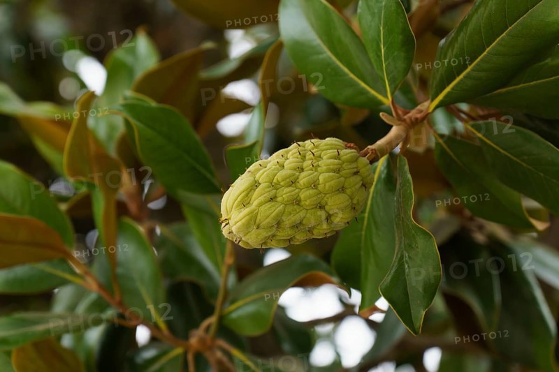 Close-up of a magnolia seed pod growing on a branch, surrounded by vibrant green leaves in ronda, malaga, spain