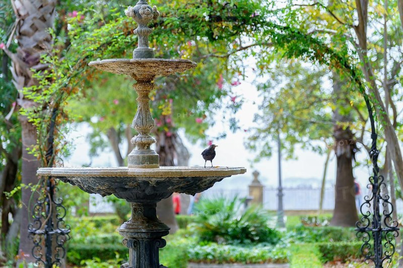 Small bird enjoying a moment of rest on the edge of a stone fountain in a serene garden setting in ronda, malaga, spain in ronda, malaga, spain