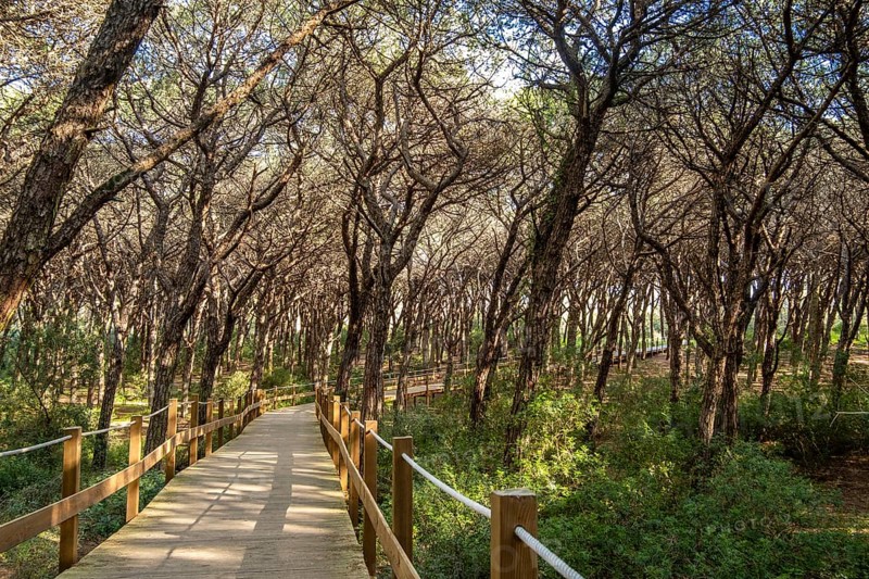 Natural park, Wooden Path Through a Caparica coast forest, Portugal