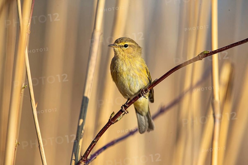 Chiffchaff (Phylloscopus collybita) Germany