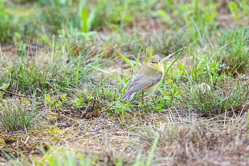 Chiffchaff (Phylloscopus collybita) Germany