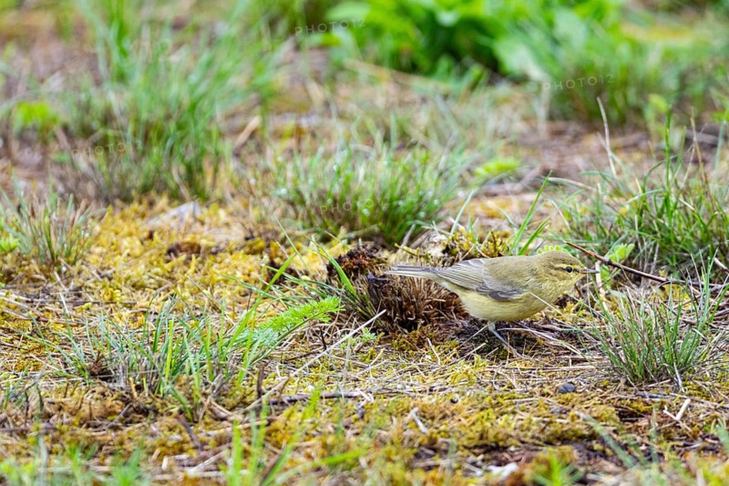 Chiffchaff (Phylloscopus collybita) Germany