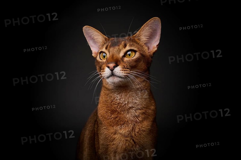 Abyssinian cat (Felis catus), in studio with black background, animal portrait, Austria