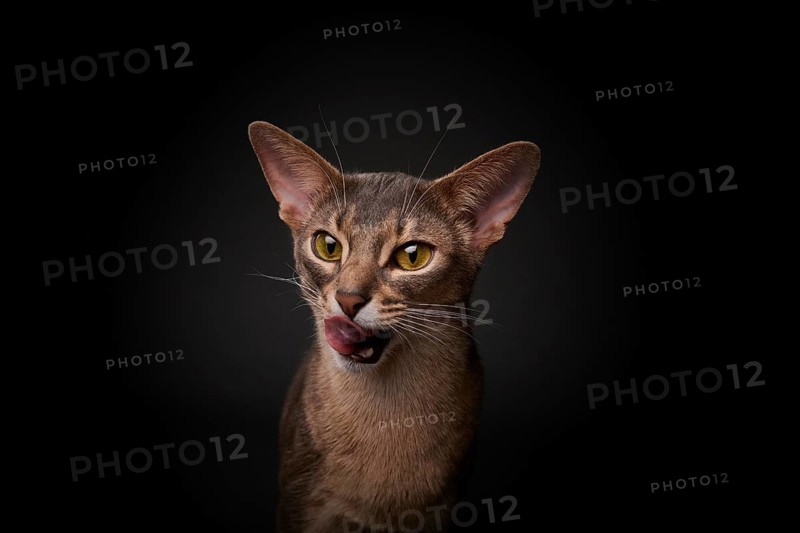 Abyssinian cat (Felis catus), licking its mouth, showing its tongue, in studio with black background, animal portrait, Austria