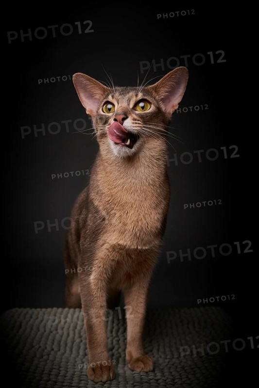 Abyssinian cat (Felis catus), licking its mouth, showing its tongue, in studio with black background, animal portrait, Austria
