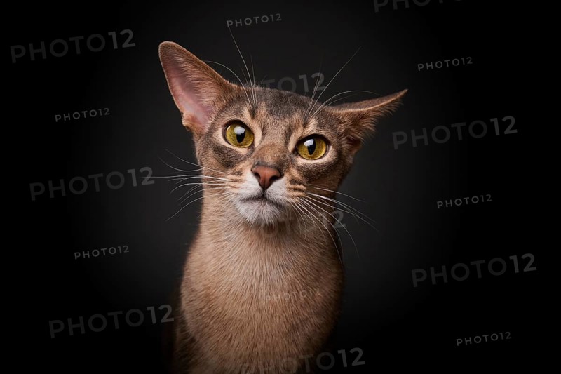 Abyssinian cat (Felis catus), looks funny, in studio with black background, animal portrait, Austria