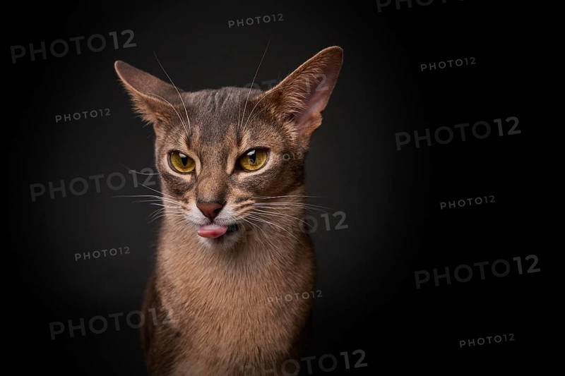 Abyssinian cat (Felis catus), showing the tongue, in studio with black background, animal portrait, Austria