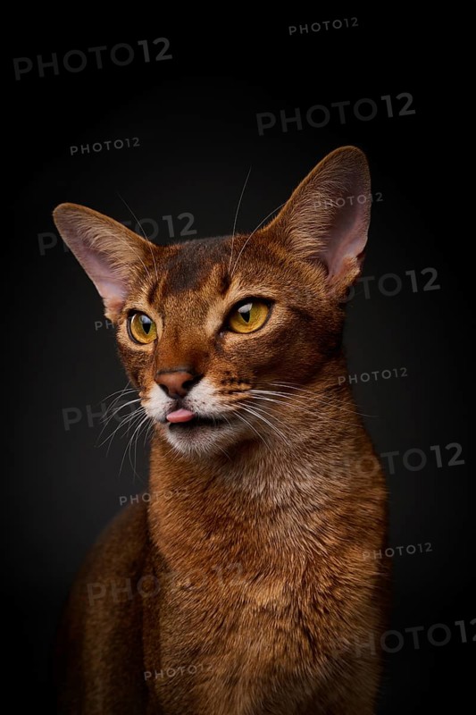 Abyssinian cat (Felis catus), showing the tongue, in studio with black background, animal portrait, Austria