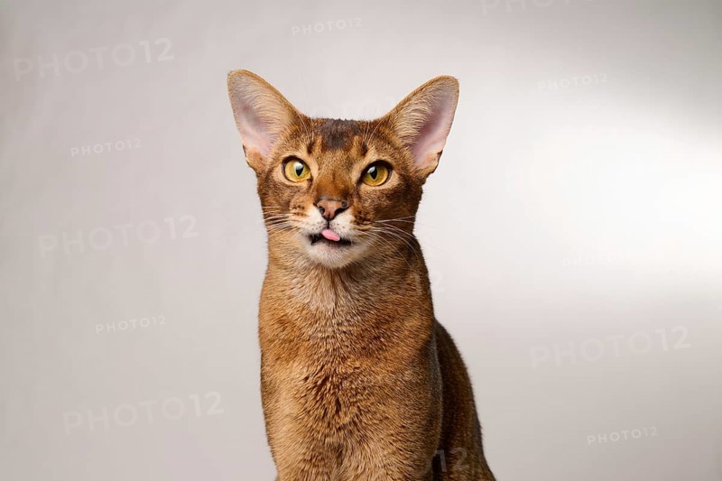 Abyssinian cat (Felis catus), showing the tongue, in studio with white background, animal portrait, Austria
