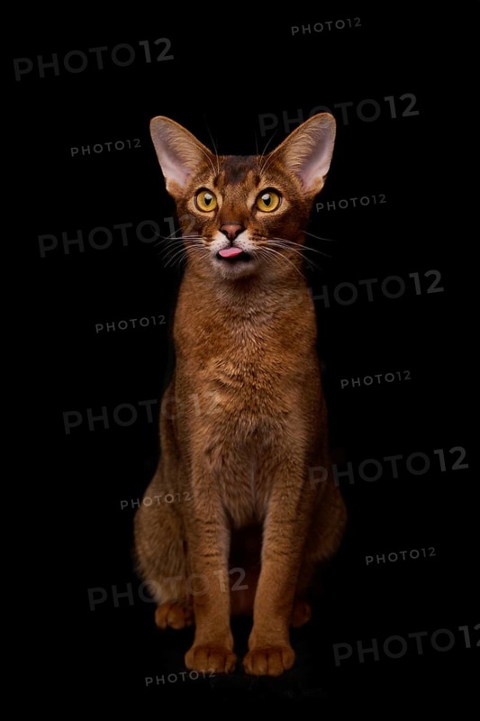Abyssinian cat (Felis catus), sitting, showing the tongue, in studio with black background, animal portrait, Austria