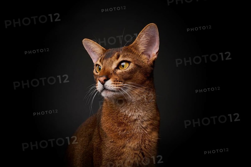 Abyssinian cat (Felis catus), in studio with black background, animal portrait, Austria