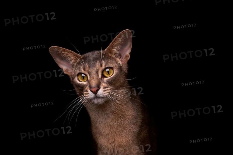Abyssinian cat (Felis catus), in studio with black background, animal portrait, Austria