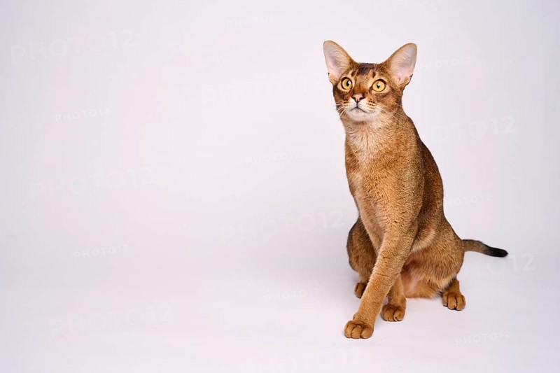 Abyssinian cat (Felis catus), crossing paws, in studio with white background, animal portrait, Austria