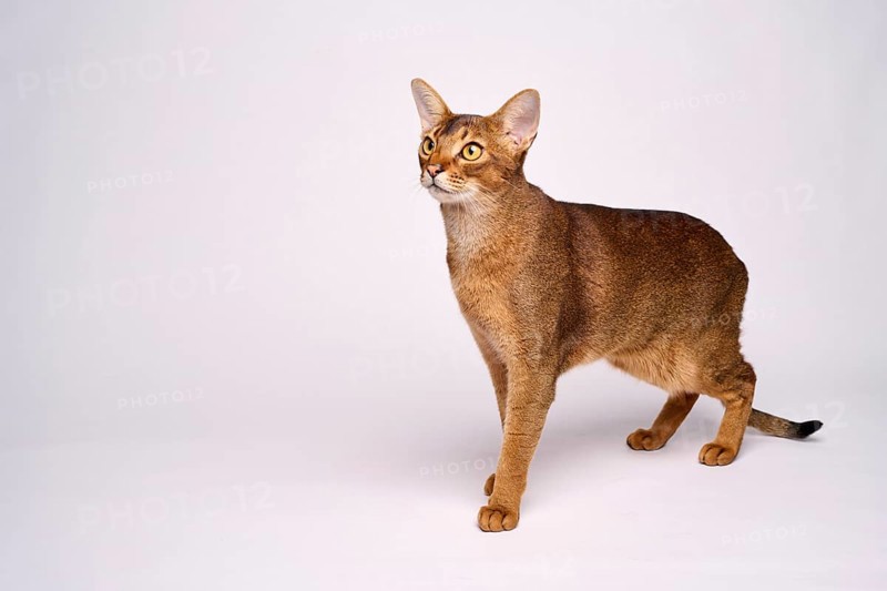 Abyssinian cat (Felis catus), in studio with white background, animal portrait, Austria