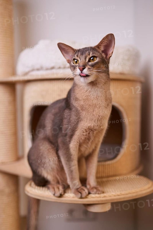 Abyssinian cat (Felis catus), sitting on the scratching post, showing the tongue, animal portrait, Austria