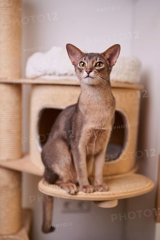 Abyssinian cat (Felis catus), sitting on the scratching post, animal portrait, Austria