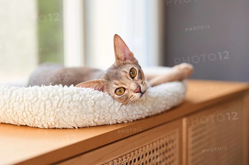 Abyssinian cat (Felis catus), lying in a cuddly bed, animal portrait, Austria