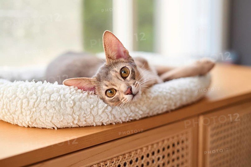 Abyssinian cat (Felis catus), lying in a cuddly bed, animal portrait, Austria