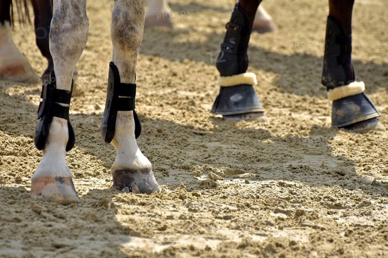 Close-up of horse legs with protective materials at an equestrian event, Rhineland-Palatinate, Germany