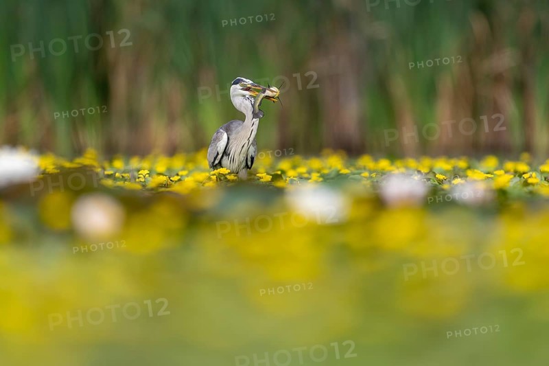 Grey heron (Ardea cinerea) in the water, with fish (catfish), Race, Slovenia