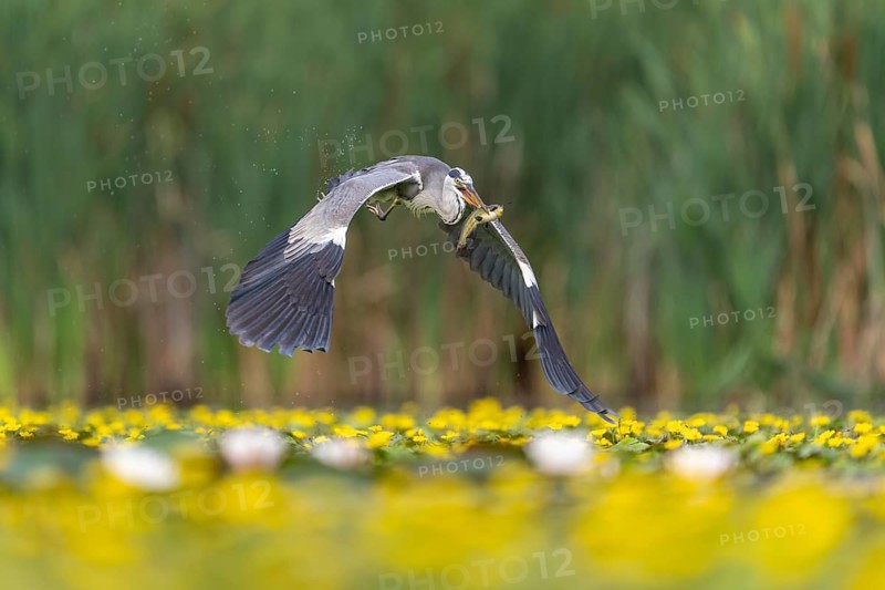 Grey heron (Ardea cinerea) flying, with fish (catfish), Race, Slovenia